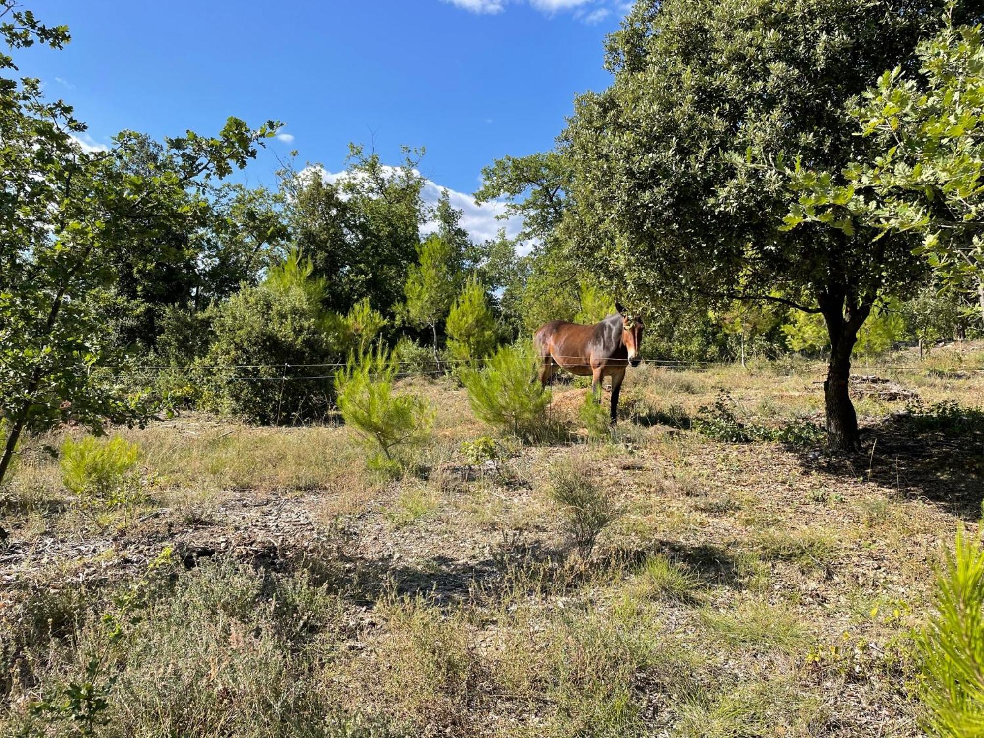 Les Yourtes De Provence Bed and Breakfast Saint-Paulet-de-Caisson Esterno foto