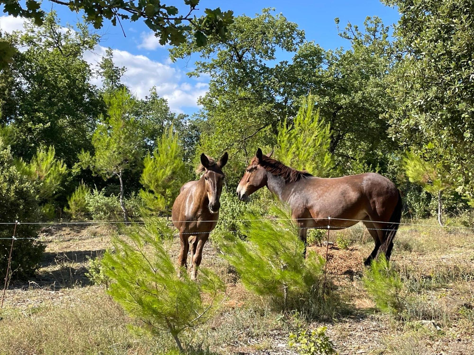 Les Yourtes De Provence Bed and Breakfast Saint-Paulet-de-Caisson Esterno foto